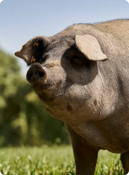 Pure acorn-fed 100% Iberico pig in the ancient Dehesa ecosystem - Castro y González